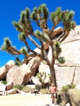 Joshua Tree